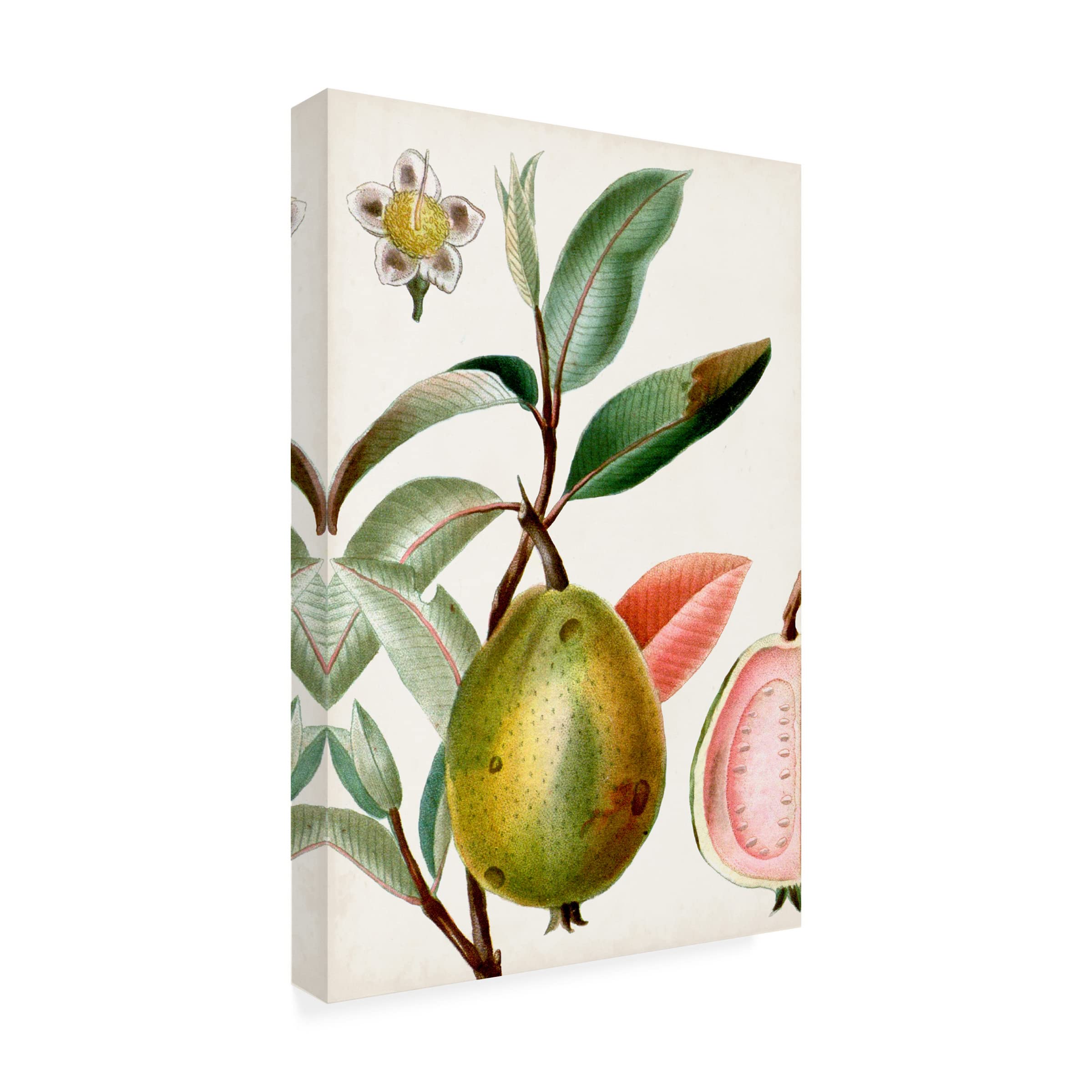Trademark Fine Art 'Turpin Tropical Fruit IX' Canvas Wall Art Print - Vibrant Tropical Fruit Painting for Home & Office Decor, Kitchen, Dining Room