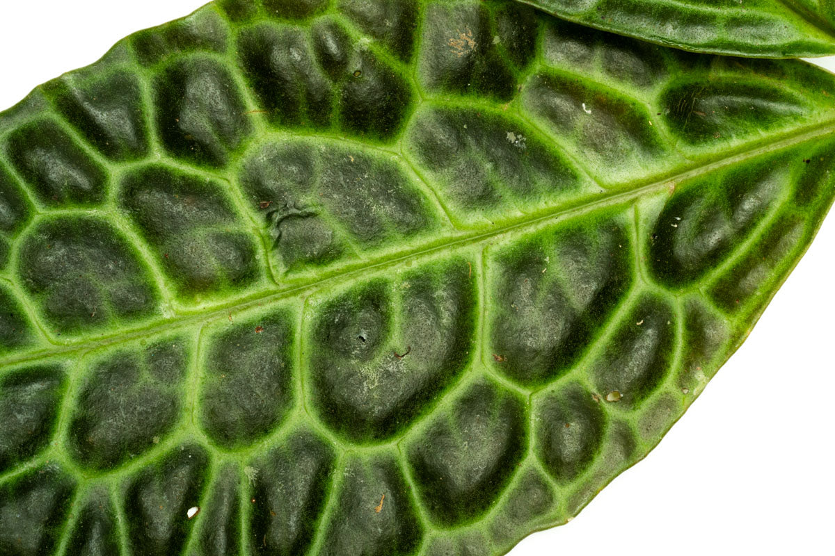 Labisia Sp Turtle Back - Premium Aquatic Plant for Freshwater Aquariums | Perfect for Shrimp Tanks, Aquascaping & Natural Habitat Setup