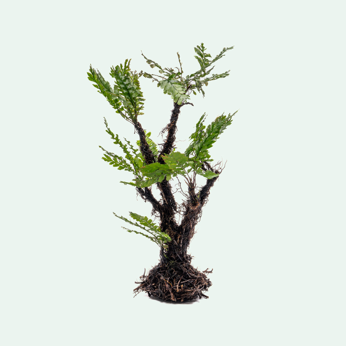 Trichomanes Javanicum Bonsai Tree - Rare Fern Miniature Plant for Home & Office Decor | Perfect for Zen Gardens, Terrariums, and Indoor Greenery
