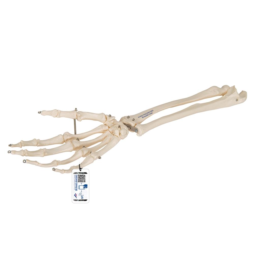 Realistic Human Hand Skeleton Model with Ulna & Radius Bones - Perfect for Anatomy Study, Medical Education & Halloween Decor