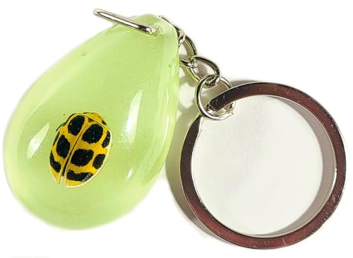 Tasmania Ladybird Bug (Key Ring W/ Chain)