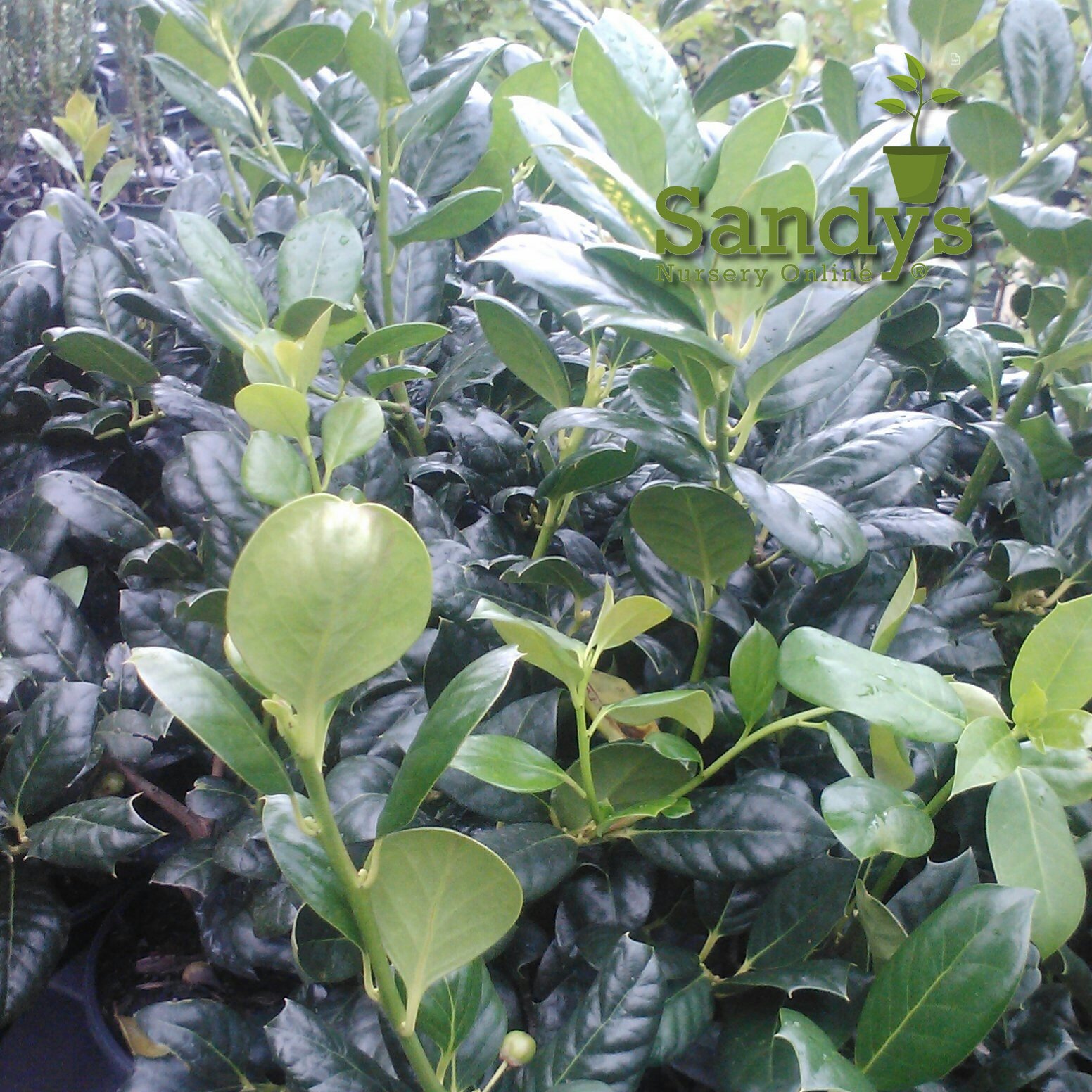 Nellie R Stevens Holly Evergreen Shrub - 3 Inch Pot (Lot of 10) - Perfect for Landscaping, Privacy Hedges & Holiday Decorations