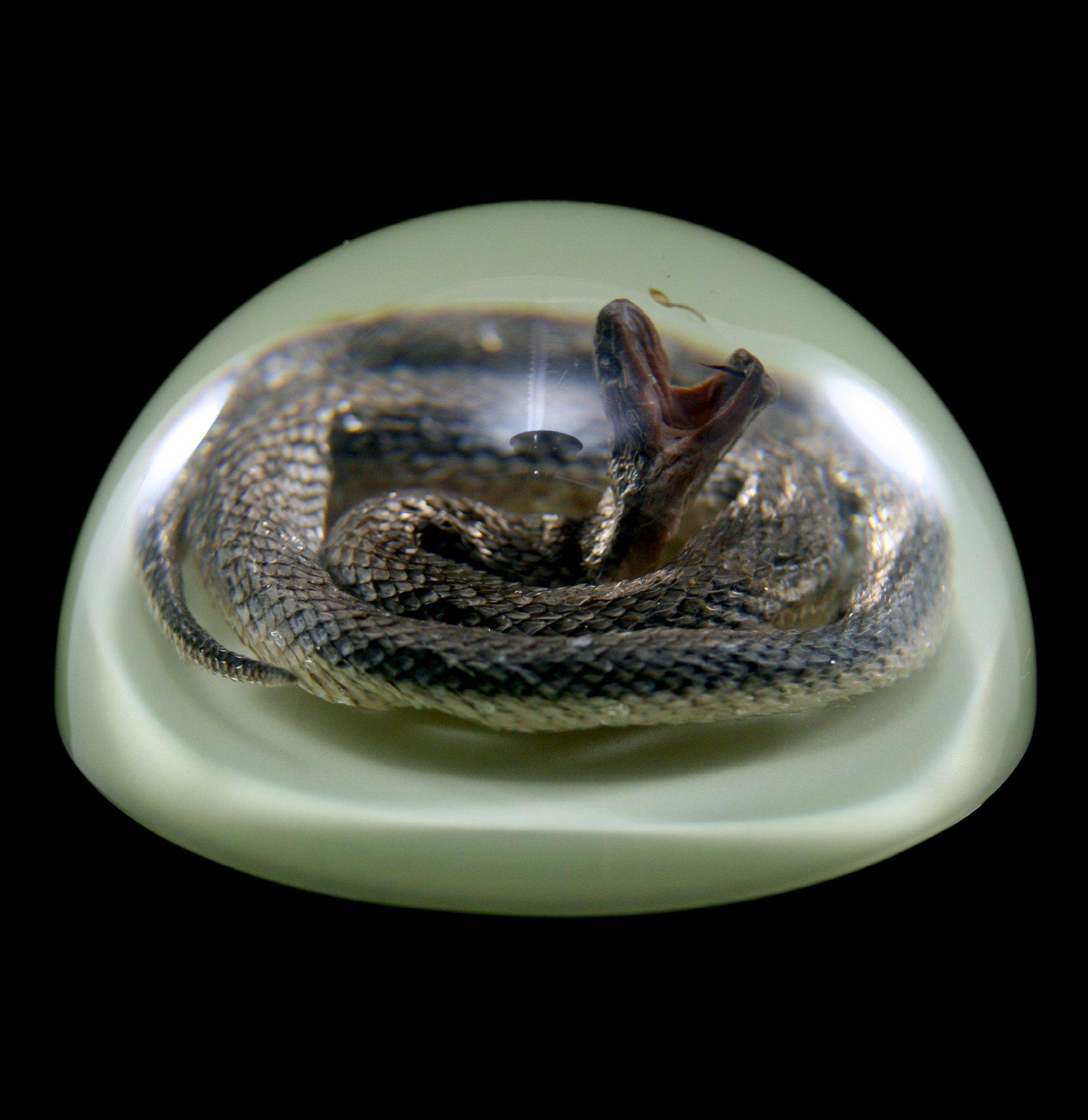 Glow in The Dark Snake Paperweight - Novelty Desk Accessory for Office, Home & Gifts - Perfect for Nighttime Use & Decoration
