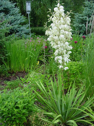 10 Yucca Plant Seeds for Home Garden, Drought-Resistant & Low Maintenance - Perfect for Landscaping, Xeriscaping, and Indoor Decor