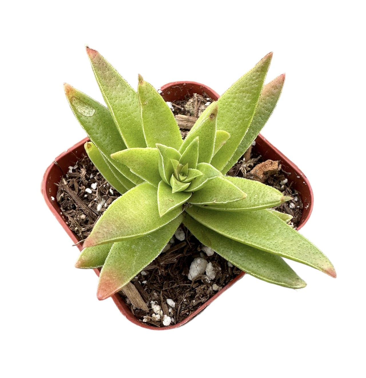 Live Succulent Cactus Plants - Crassula Corymbulosa in 2 Inch Pot | Indoor House Plants for Home & Office Decor | Low Maintenance Air Purifying Plants for Desks, Windowsills & Gifts