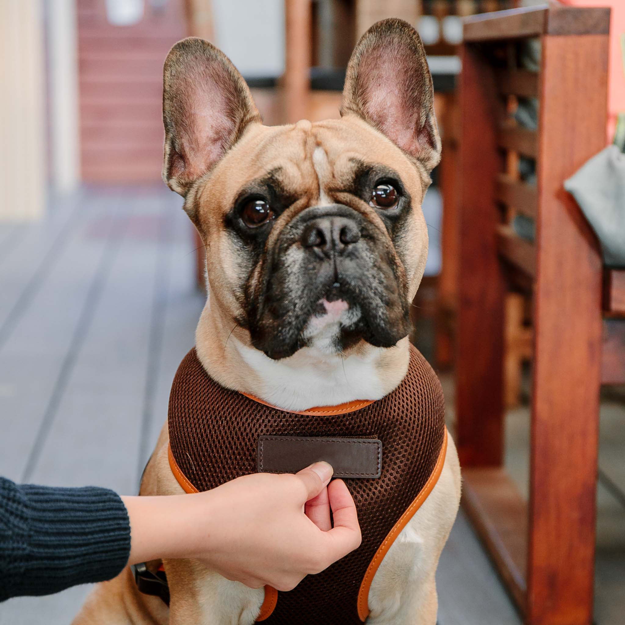 Premium Dark Brown Dog Harness with Tan Trim - Adjustable No-Pull Pet Vest for Small Medium Large Dogs - Perfect for Walking, Hiking & Outdoor Adventures