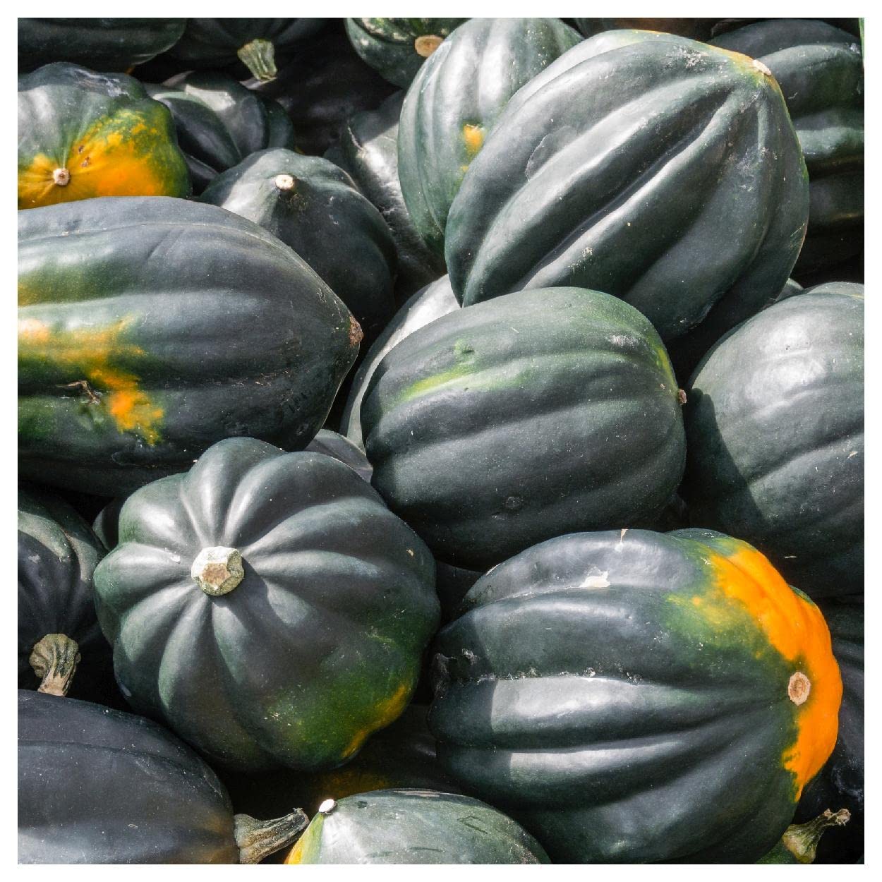 Organic Table King Acorn Winter Squash Seeds - 20 Count Gold Vault Packet by Everwilde Farms - Perfect for Fall Gardens, Thanksgiving Decor & Healthy Home Cooking