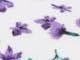 Purple Floral