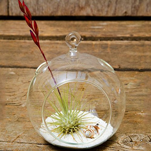 Glass Hanging Globe Terrarium for Air Plants & Candles - Boho Home Decor, Wedding Centerpiece, Indoor Garden Display