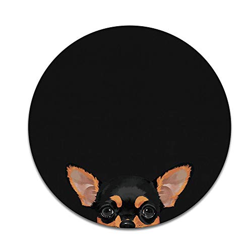Black Tan Chihuahua Dog