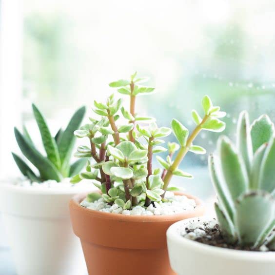 Variegated Elephant Bush (Portulacaria afra) - Live Succulent Plant with 2 Inch Clay Pot | Lucky Money Tree for Home Office Decor | Unique Gift for Plant Lovers, Feng Shui & Indoor Gardening Enthusiasts