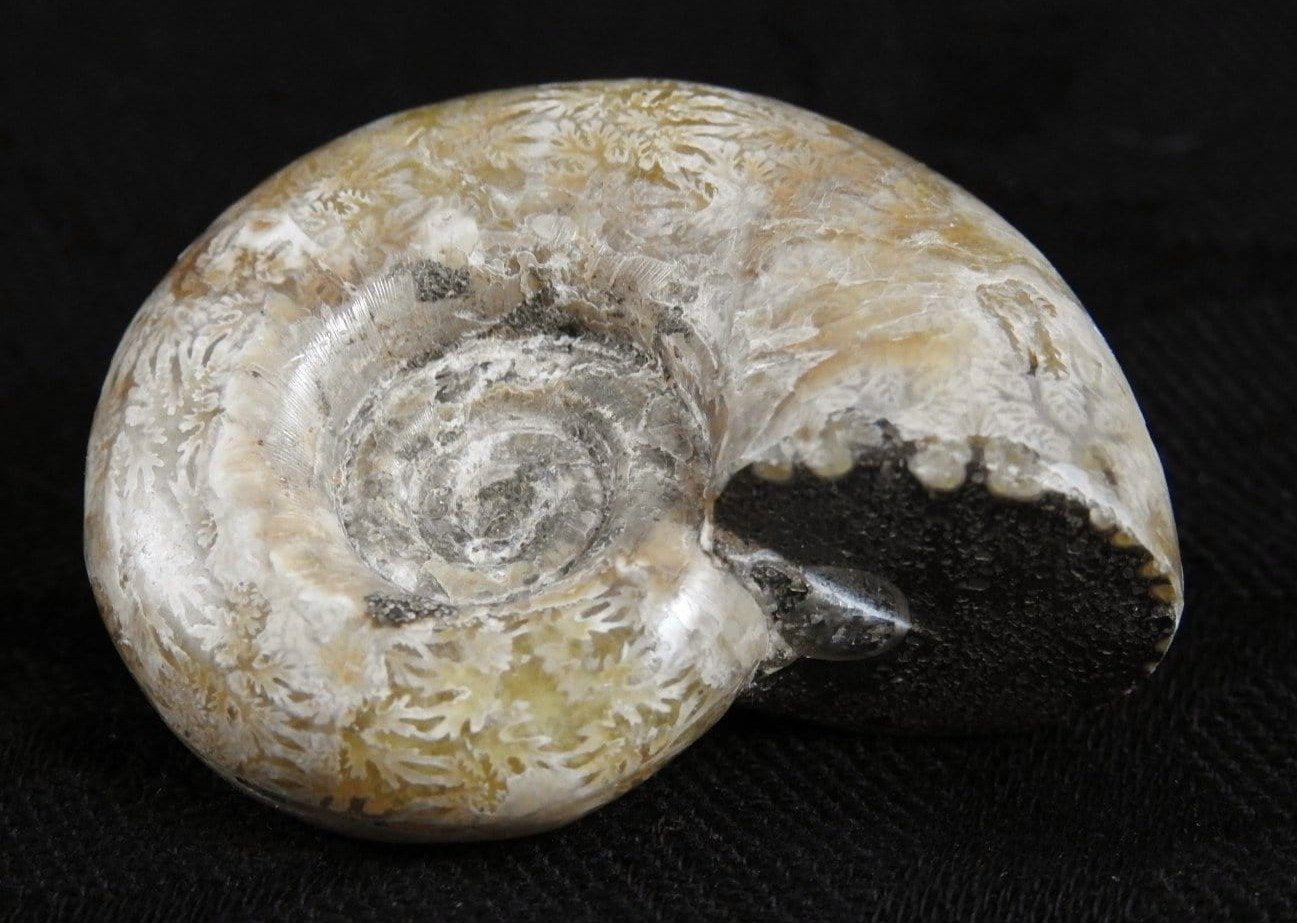 Authentic Ammonite Fossil from Morocco - Natural Stone for Home Decor, Jewelry Making & Meditation - Perfect for Collectors & Gifts