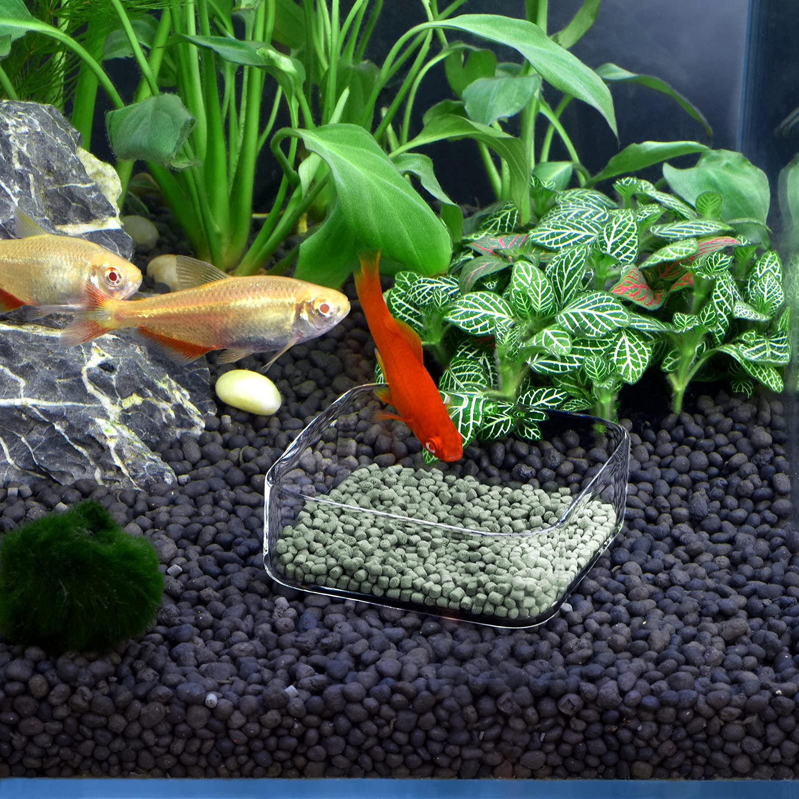 WEAVERBIRD Glass Shrimp Feeder Dish - Clear Square Fish Tank Bowl for Aquarium Feeding