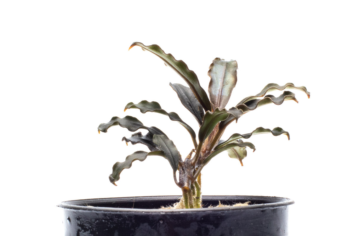 Bucephalandra Brownie Phoenix Brown Aquatic Plant for Aquariums - Perfect for Aquascaping, Nano Tanks, and Shrimp Tanks