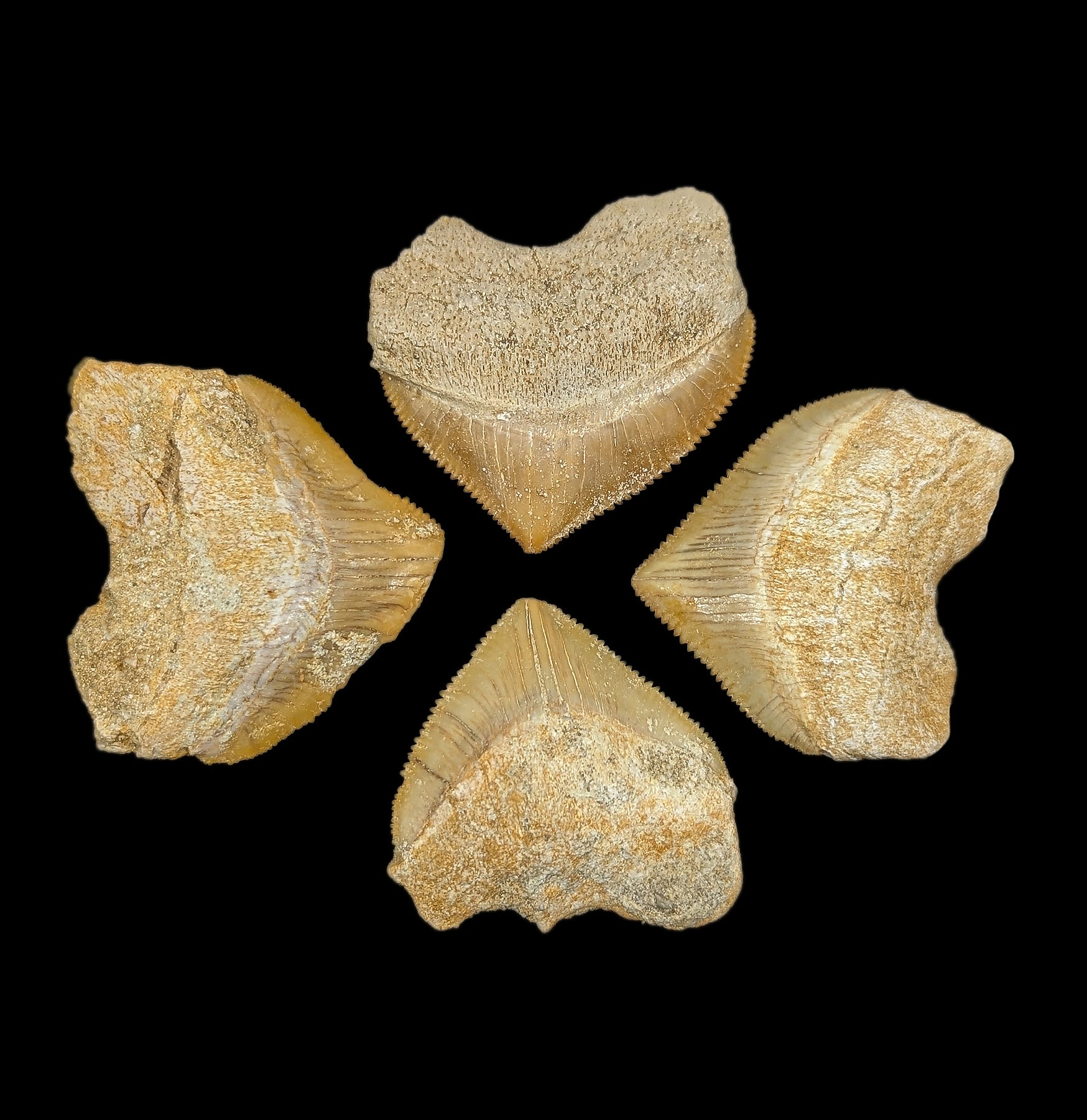 Authentic Fossilized Squalicorax Shark Tooth - Rare Cretaceous Shark Teeth Collection for Paleontology Enthusiasts & Home Decor Display