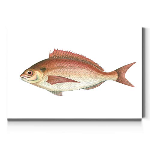Antique Fish (3) - Red Seabream