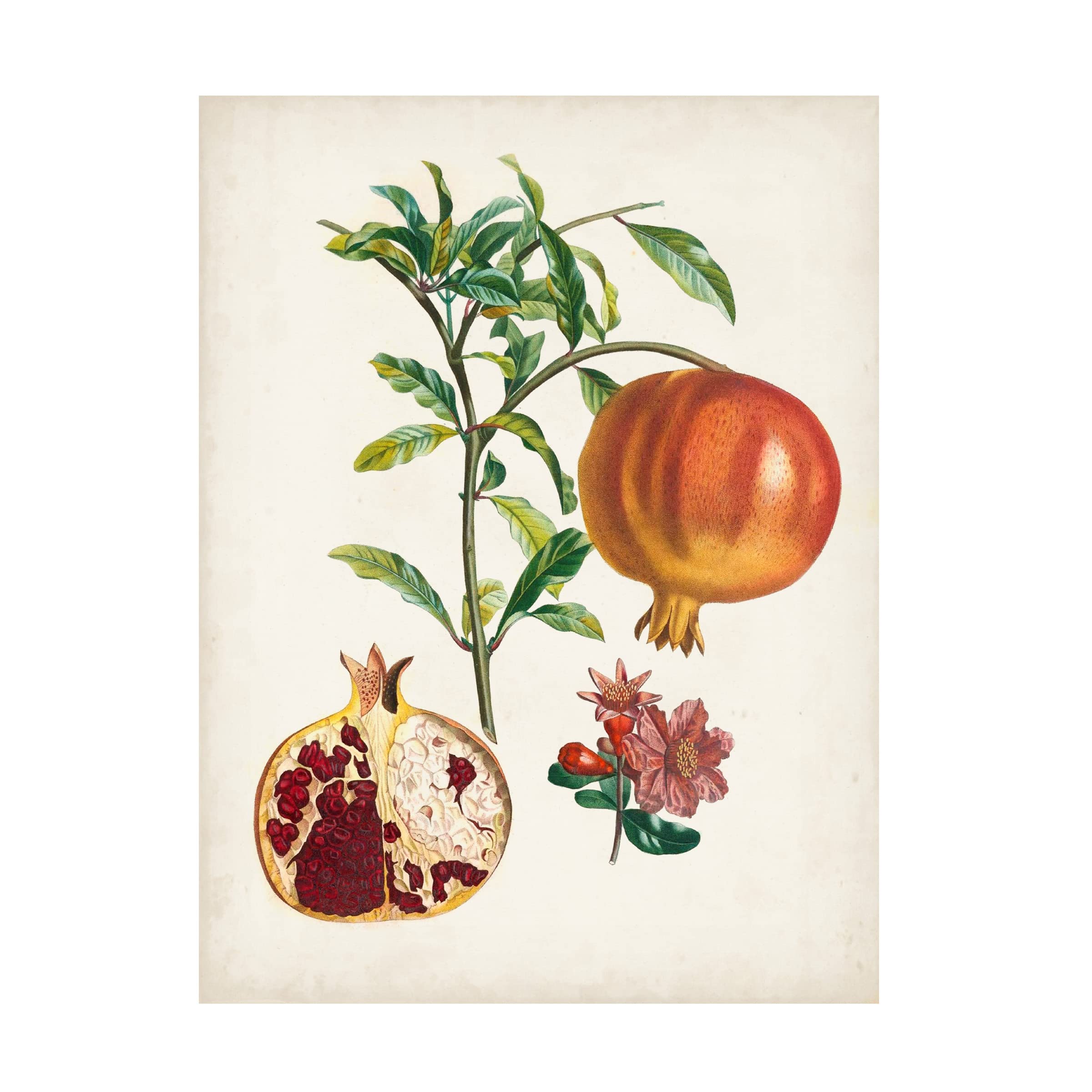 Trademark Fine Art 'Grenadier a Fruit Doux' Canvas Wall Art Print by Pierre Antoine Poiteau - French Botanical Painting Decor for Living Room, Bedroom & Office