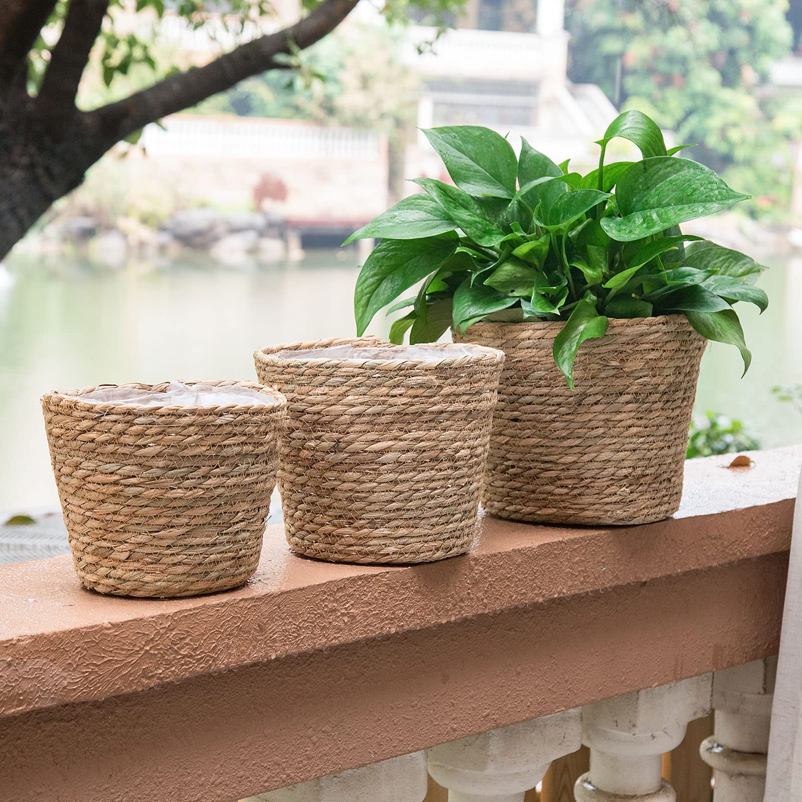 Seagrass Plant Basket Set of 3 - 9.8 Inch Brown Woven Storage Pot Cover for Indoor Plants | Home Decor, Living Room, Office & Balcony Organization