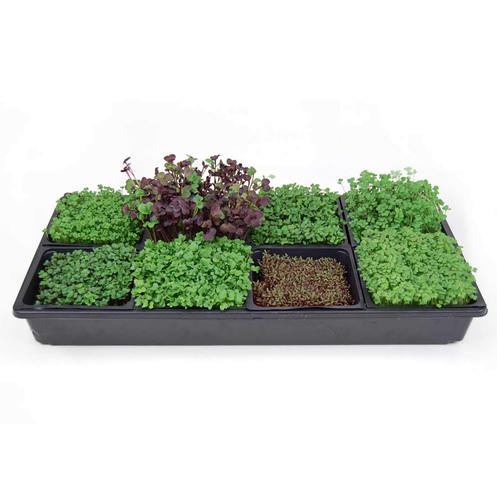 Hydroponic Microgreens Growing Kit - Complete Indoor Gardening System with Seeds, Trays & Instructions - Grow Fresh Greens & Herbs Year Round - Perfect for Home Chefs, Healthy Eating & Urban Farming