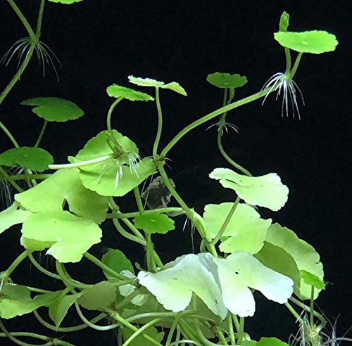 Freshwater Live Aquarium Plants - Hydrocotyle Leucocephala (Brazilian Pennywort) 3-Bunch Stems for Foreground, Midground & Background Fish Tank Decoration | Perfect for Aquascaping, Shrimp Tanks & Tropical Fish Habitats