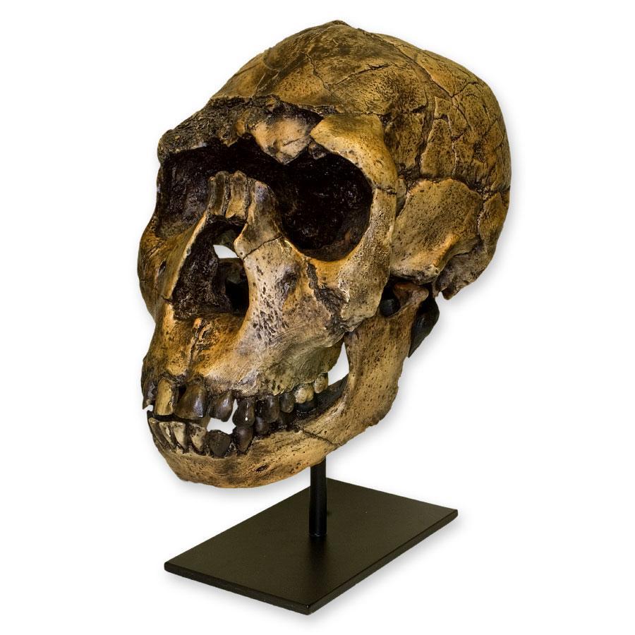 Authentic Replica Nariokotome Boy Skull - Fossil Hominid Skull Model for Anthropology Study & Educational Display