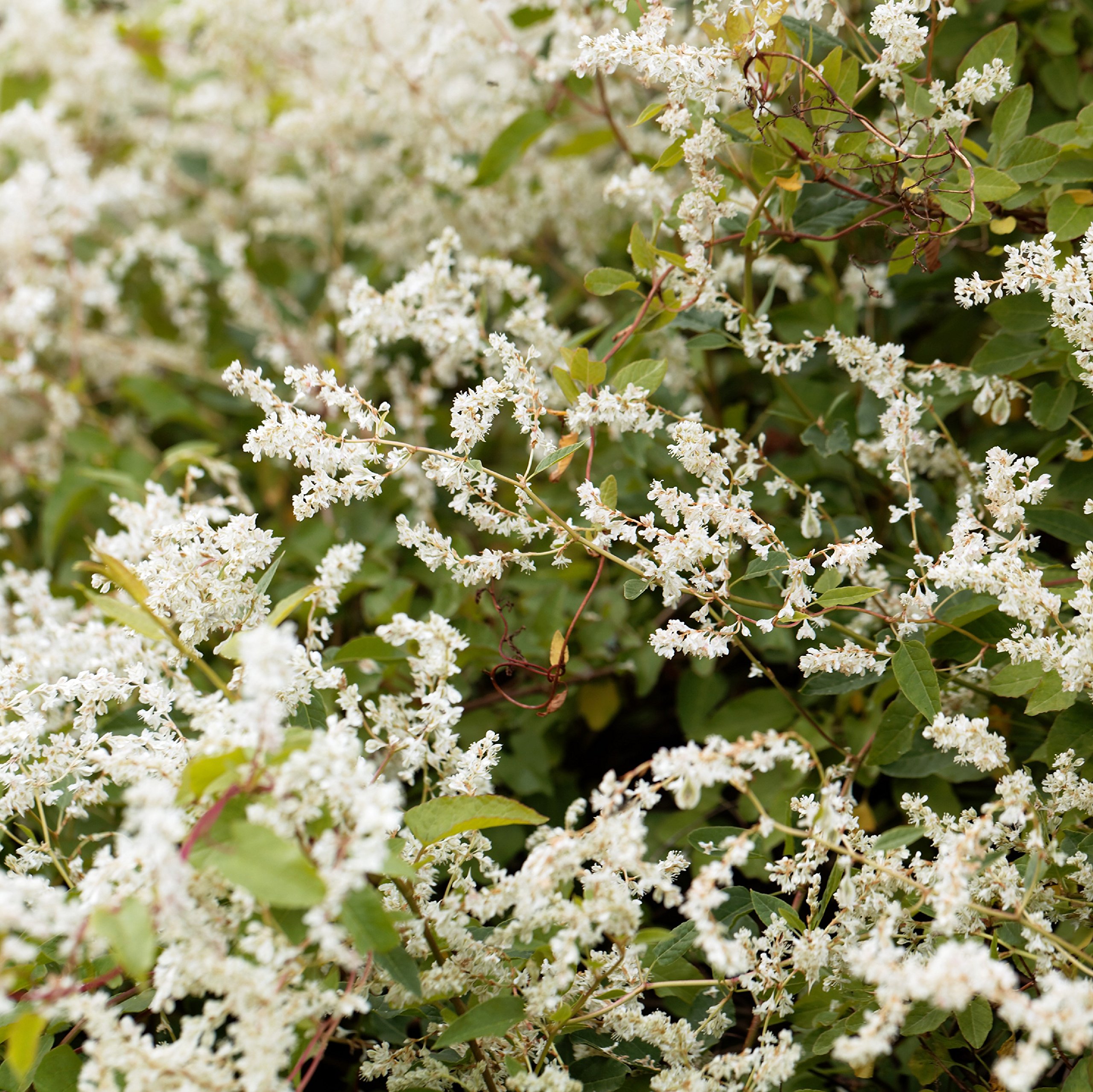 Easy to Grow 'Silver Lace' Live Vine Plants (2 Pack) - Rooted in Grower's Pots with Fragrant White Summer Flowers | Perfect for Trellises, Fences & Garden Decor
