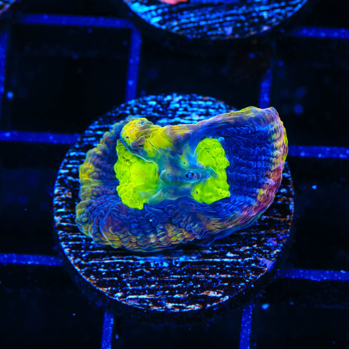 Dragon Soul Favia Coral - Premium Saltwater Aquarium Coral for Reef Tanks | Vibrant Colors & Easy Care | Perfect for Beginners & Advanced Hobbyists | Enhance Your Marine Aquarium Decor