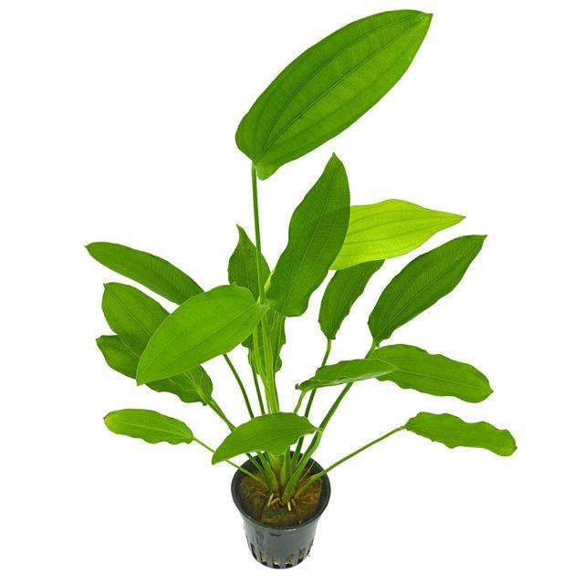 TCulture Echinodorus Uruguayensis Tricolor Live Aquarium Plant - Freshwater Aquatic Plant for Fish Tanks, Ponds & Aquascaping (Potted)