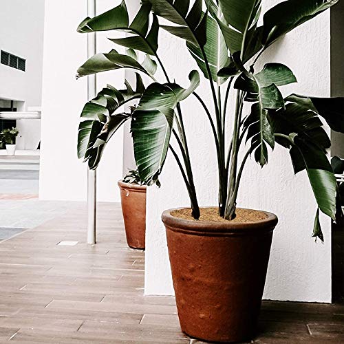 10 Pack 11.8 Inch Coconut Fiber Tree Mulch Pads - Natural Plant Mulch for Flower Pots, Garden Beds & Landscaping - Eco-Friendly Weed Control & Moisture Retention for Healthy Plants