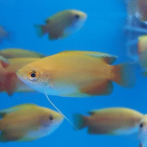 Sunset Honey Gourami Fish - Live Tropical Aquarium Fish for Freshwater Tanks | Perfect for Community Aquariums & Home Fish Tanks