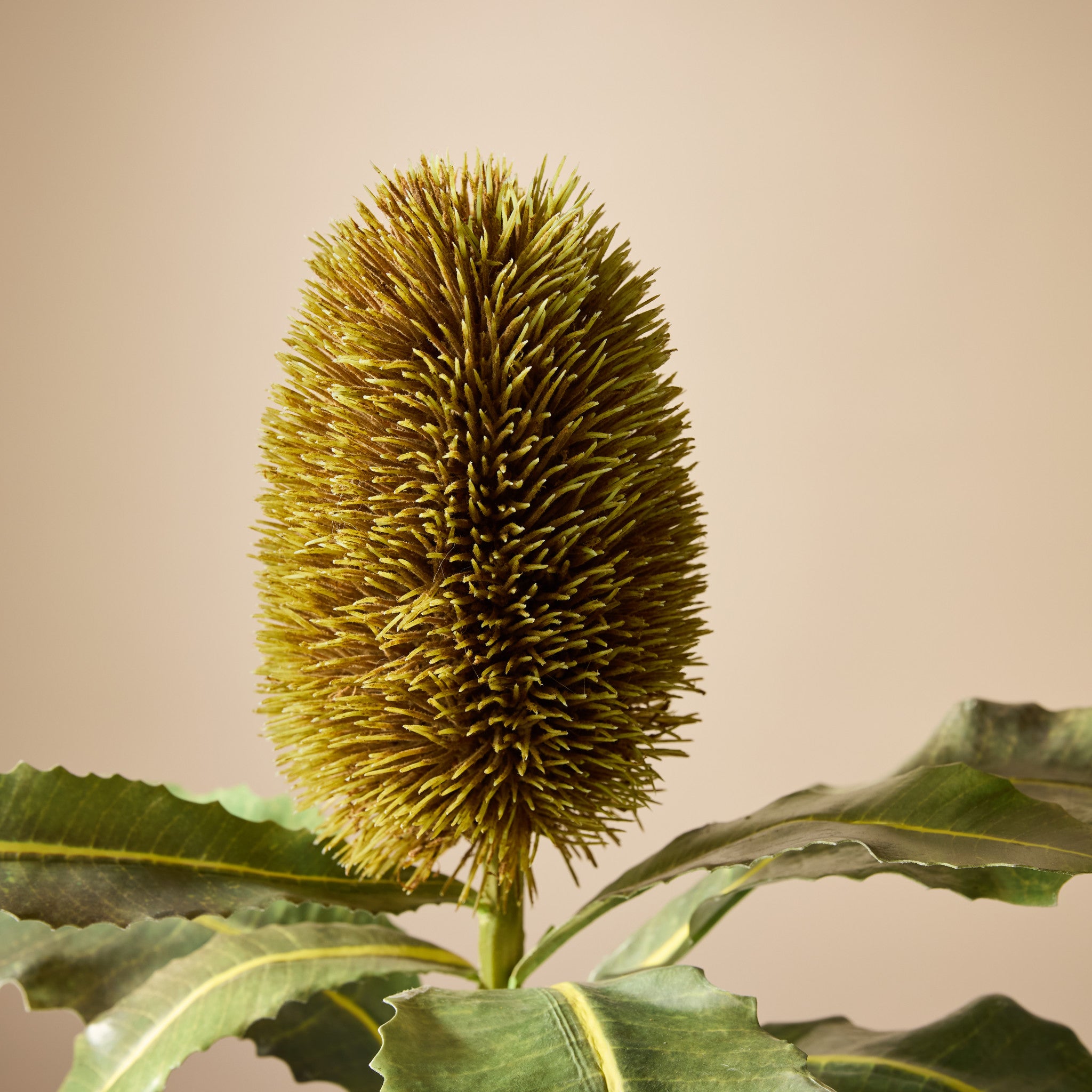 Artificial Banksia Stem - Brown 26.4
