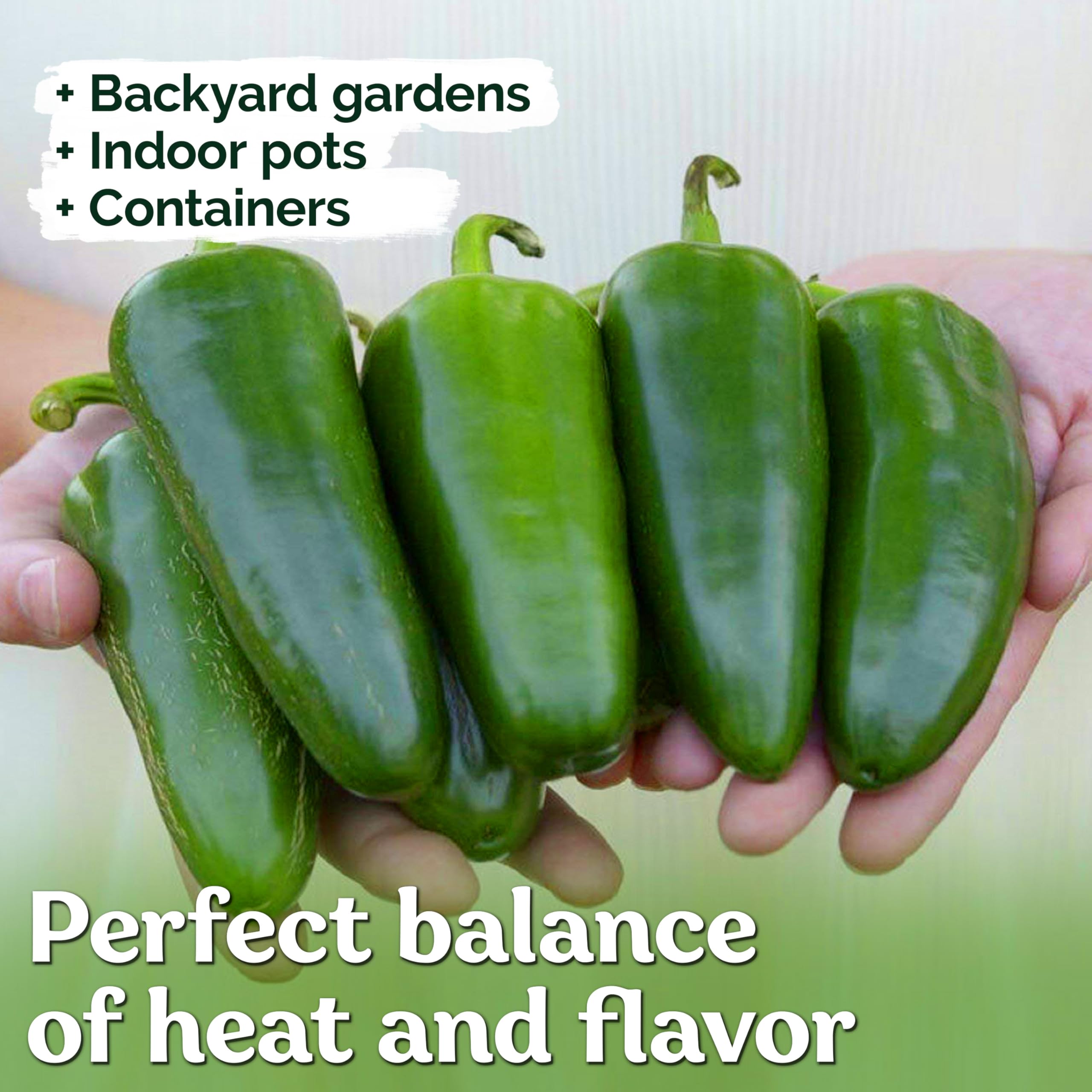 KVITER 100 Large Jumbo Jalapeno Seeds for Planting (Capsicum Annuum) – Heirloom Stuffer Pepper Seeds, Extra Large Hot Jalapeno Peppers – Vegetable Seeds for Indoor & Outdoor Gardening – Perfect for Salsa, Stuffing, and Mexican Cuisine