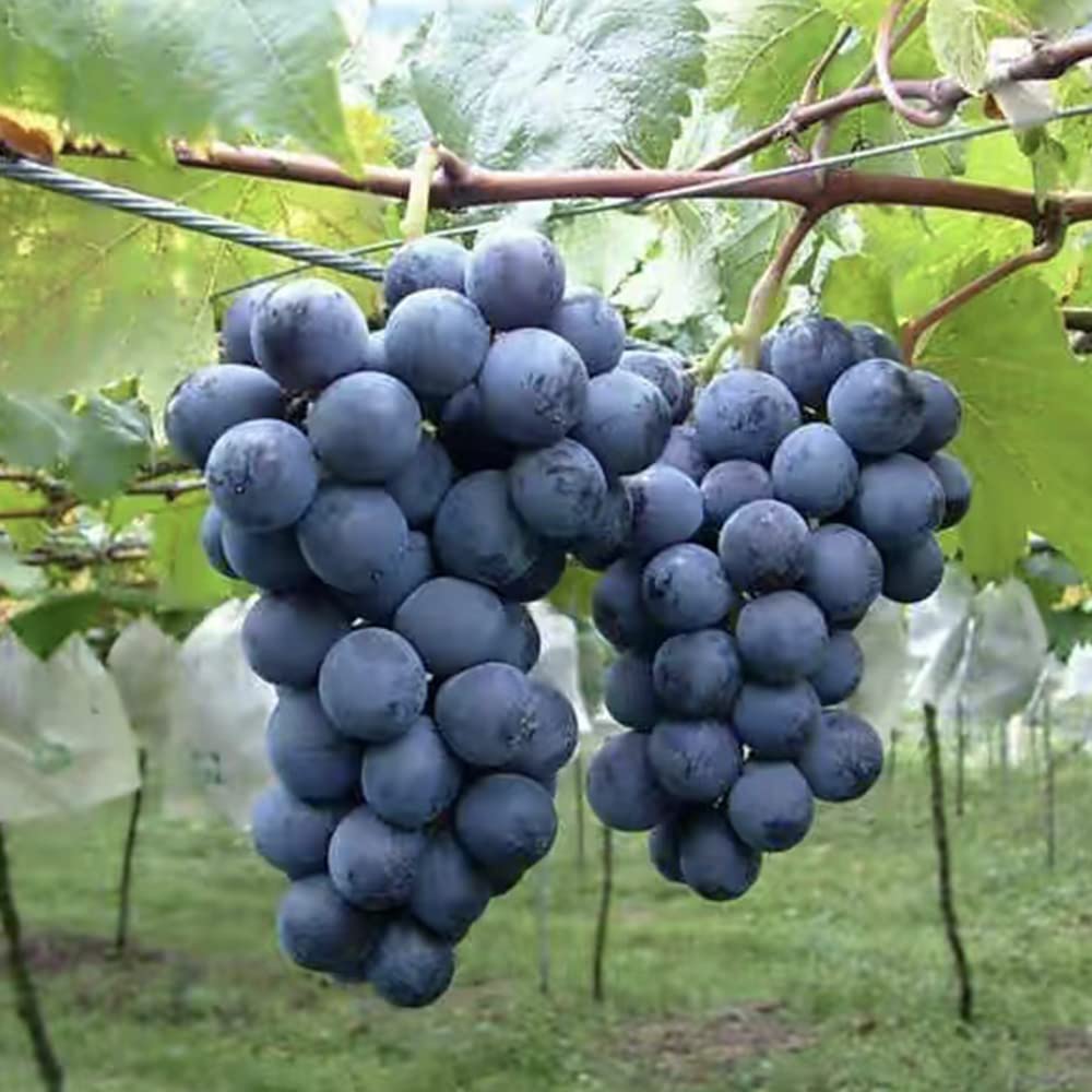 250+ Non-GMO Grape Vine Seeds for Planting - Home Garden Fruit Plant Seeds for DIY Vineyard, Backyard Orchard & Fresh Grape Growing