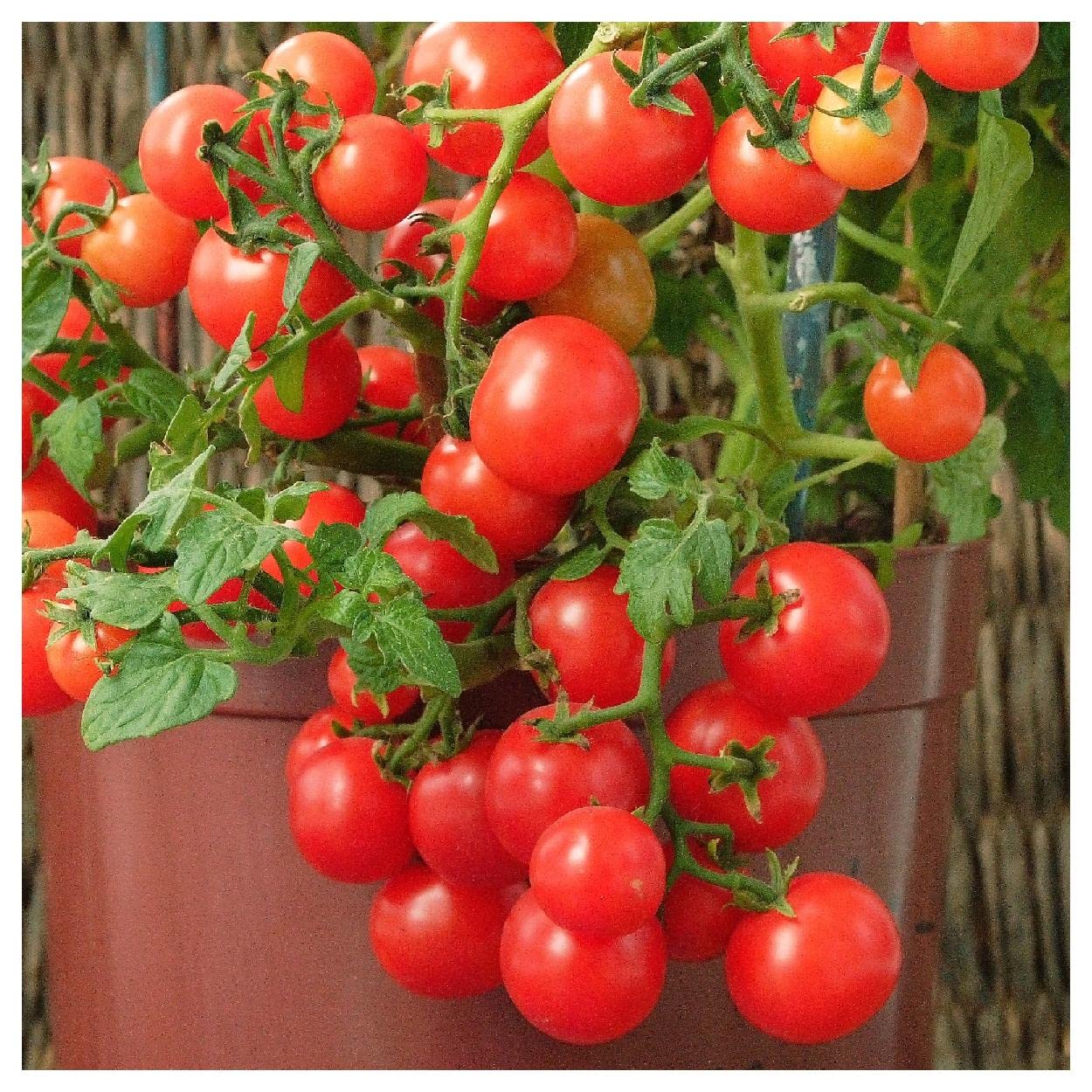 Everwilde Farms - 1 Oz Small Red Cherry Tomato Seeds - Non-GMO, Heirloom, High Yield - Perfect for Home Gardens, Greenhouses & Container Planting
