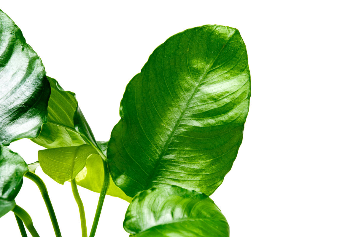 Anubias Wrinkle Leaf Aquatic Plant - Live Freshwater Aquarium Plant for Fish Tanks, Low Light & Easy Care - Perfect for Aquascaping, Shrimp Tanks & Natural Decor