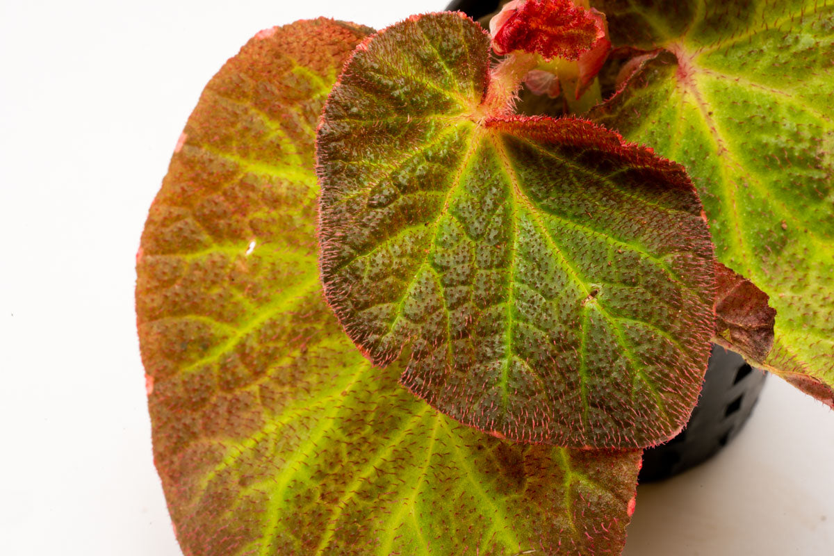 Begonia Soli Mutata - Rare Exotic Begonia Plant for Home & Garden Decor | Perfect for Indoor Houseplants, Office Spaces, and Tropical Landscaping