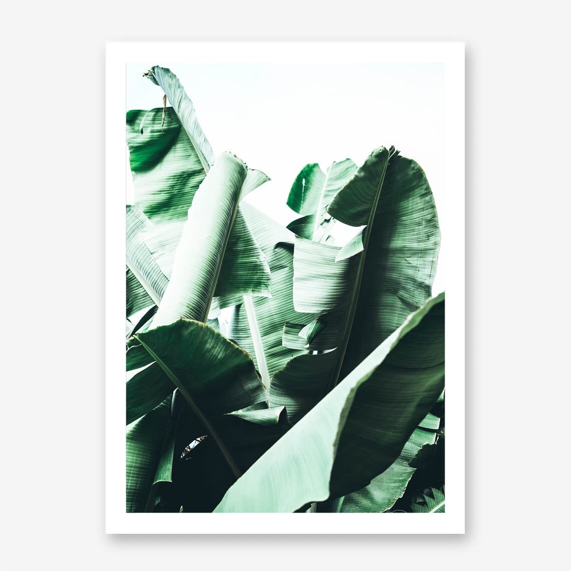 Banana Leaves Poster Print - Tropical Green Leaf Wall Art for Home & Bathroom Décor | 11x17 Inch Unframed Nature Photography Print | Perfect for Living Room, Bedroom, Office & Spa Decorations
