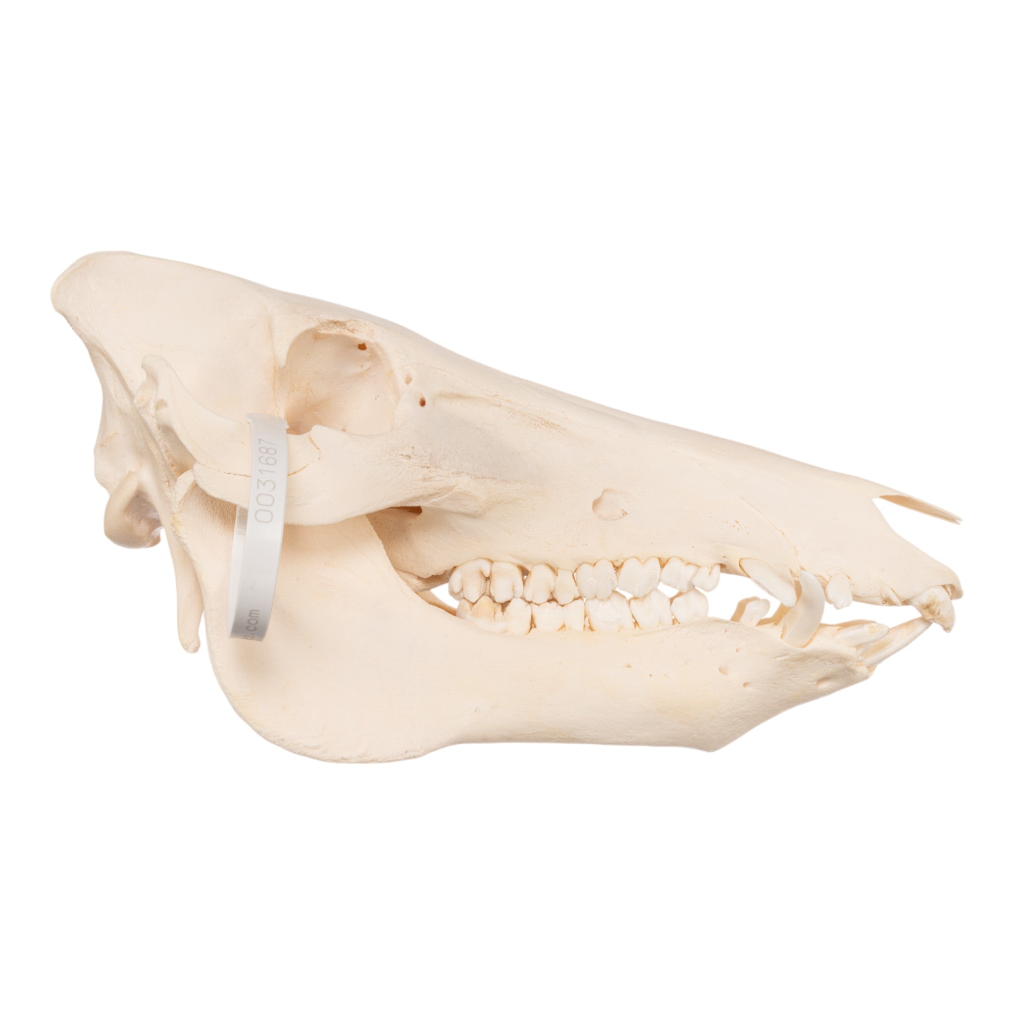 Real Domestic Pig Skull - Authentic Adolescent Pig Skull Specimen for Taxidermy, Oddity Collections & Educational Anatomy Studies