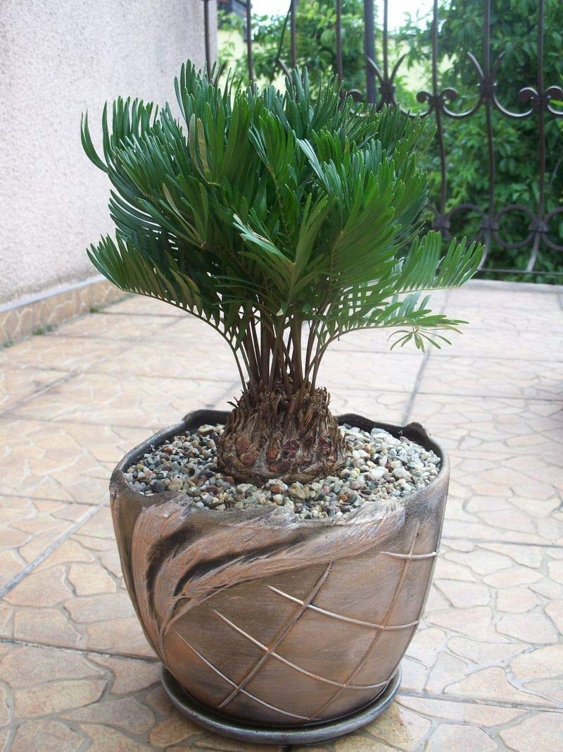 Zamia FLORIDANA Coontie Palm Florida Native Cycad Tree Plant Seeds - 10 Pack | Drought-Tolerant Landscaping & Tropical Garden Decor
