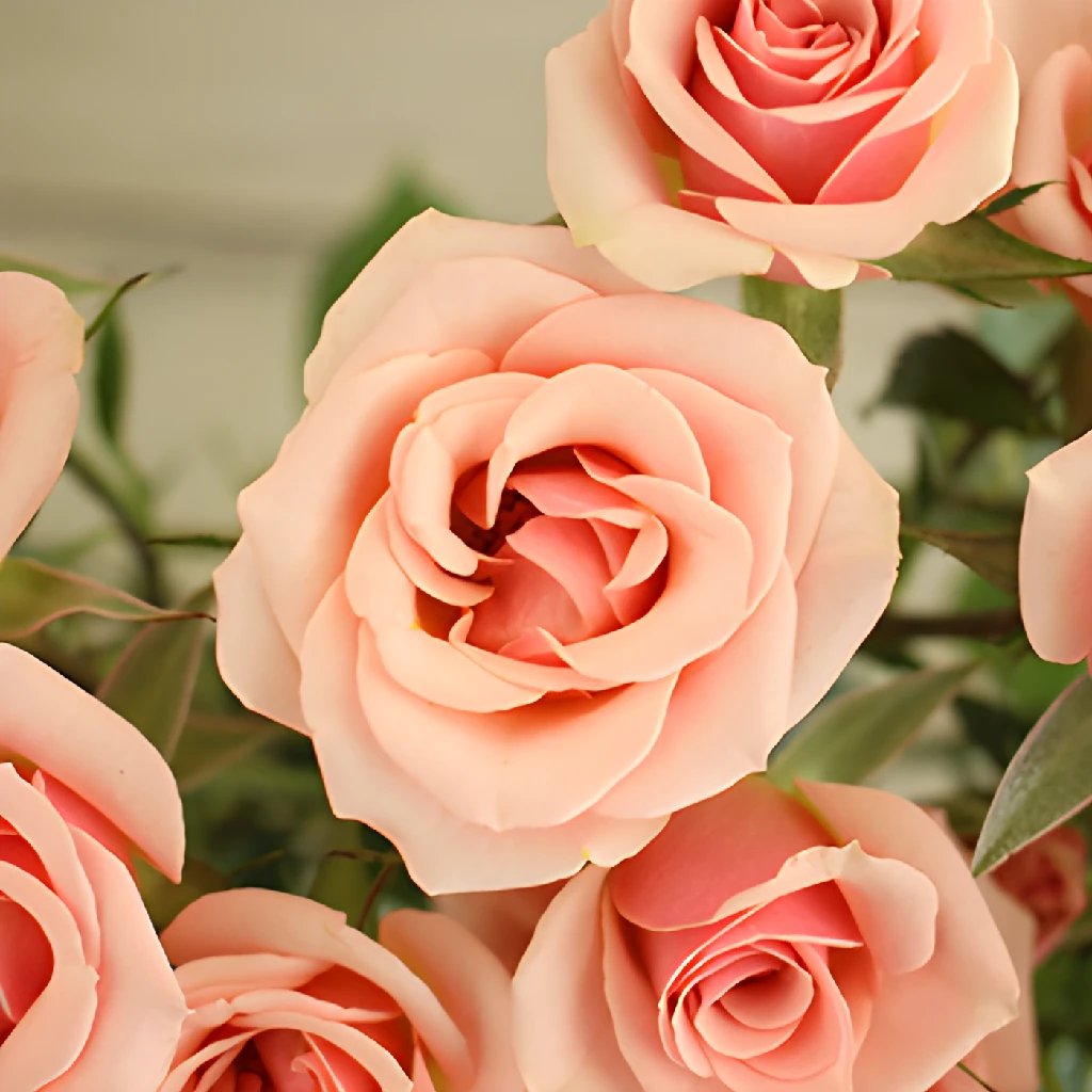Antique Pale Pink Spray Roses - 50 Stems Fresh Cut Flowers for Wedding Bouquets, Home Decor, and Special Events