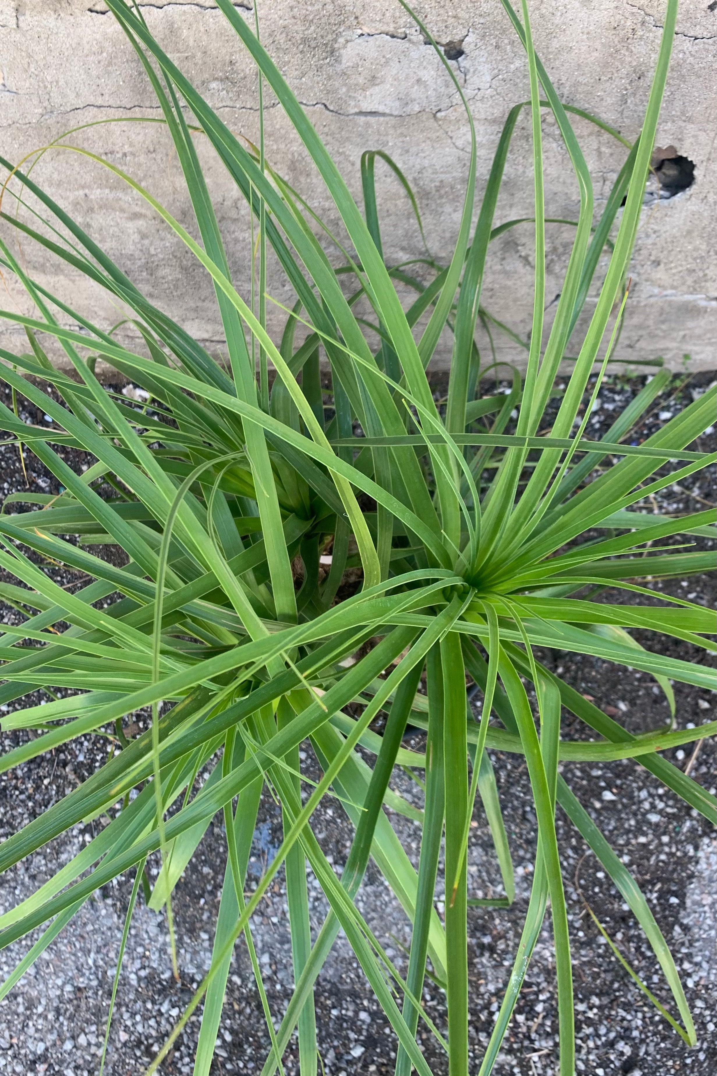 Beaucarnea Recurvata Ponytail Palm - 10 Inch Indoor House Plant for Home & Office Decor - Perfect for Living Room, Bedroom, and Workspace