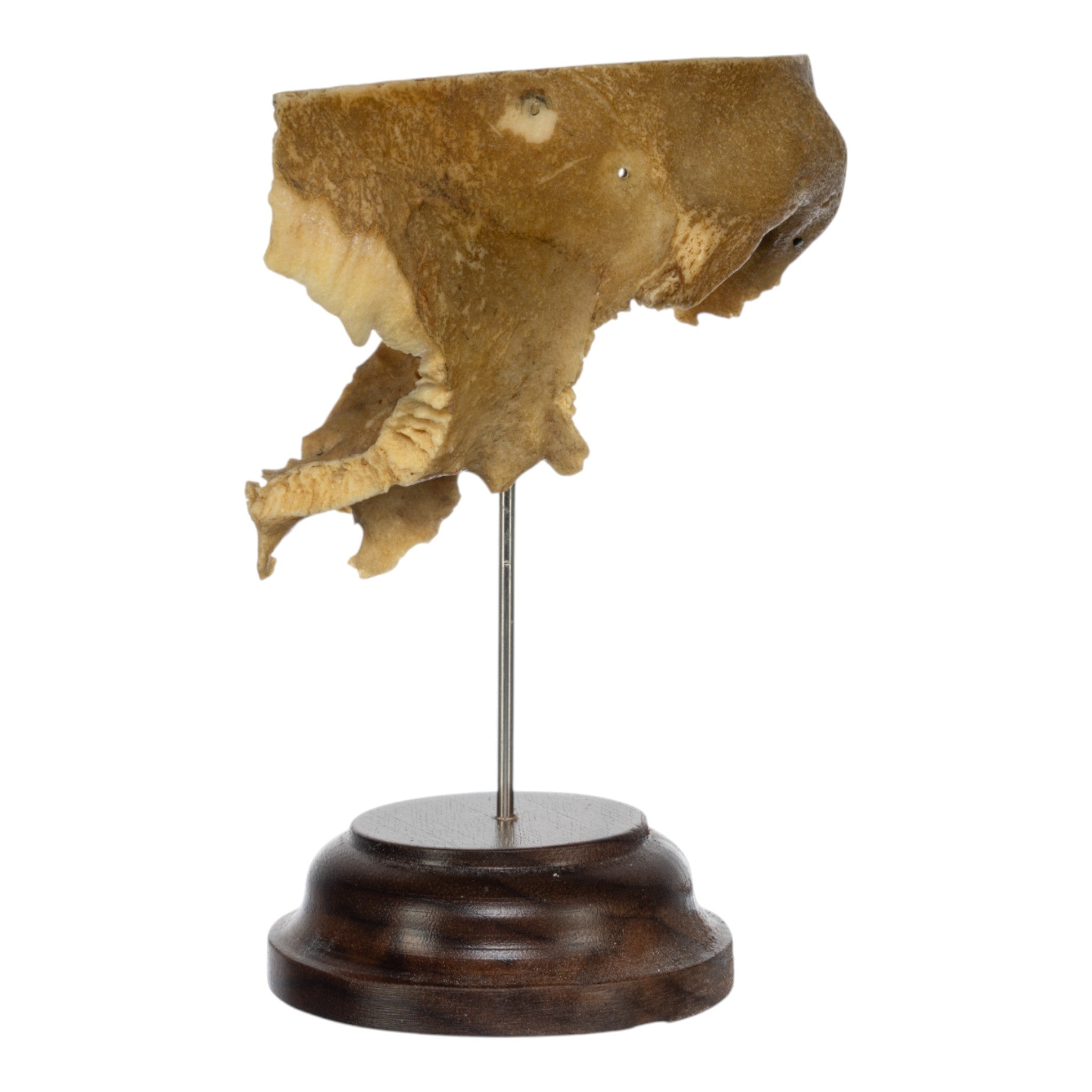 Real Human Partial Skull Replica with Display Stand - Anatomical Model for Medical Education, Halloween Decor, and Science Classroom Display