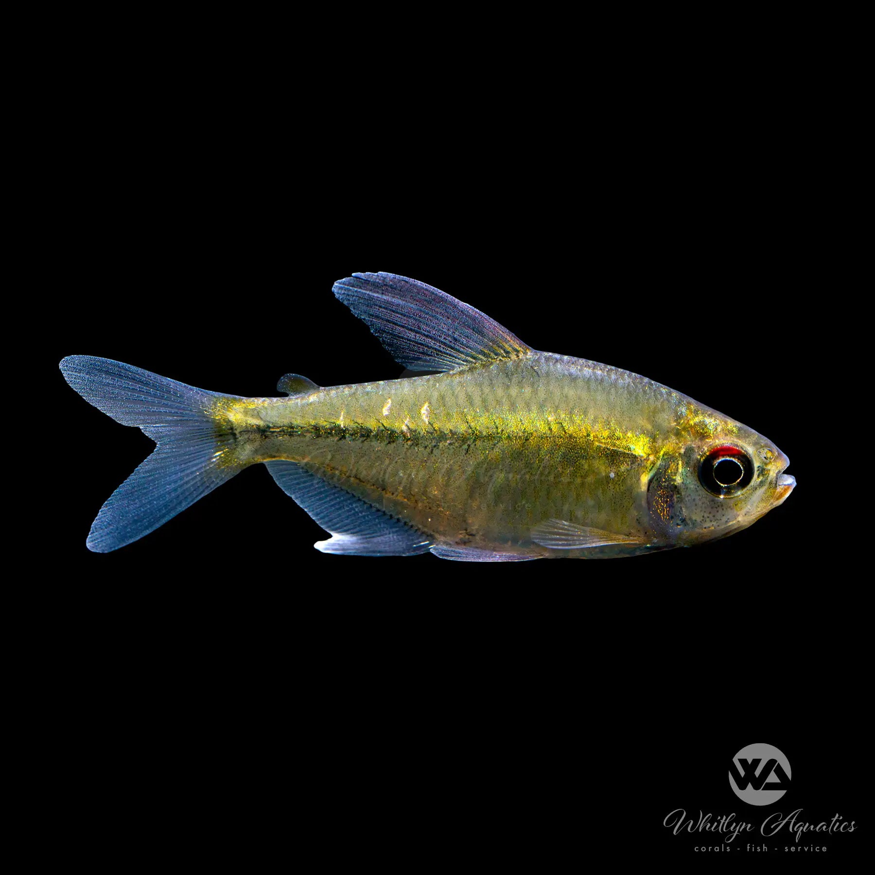 Premium Diamond Tetra Fish (Moenkhausia pittieri) - Live Tropical Aquarium Fish for Freshwater Tanks | Perfect for Community Aquariums & Planted Tanks