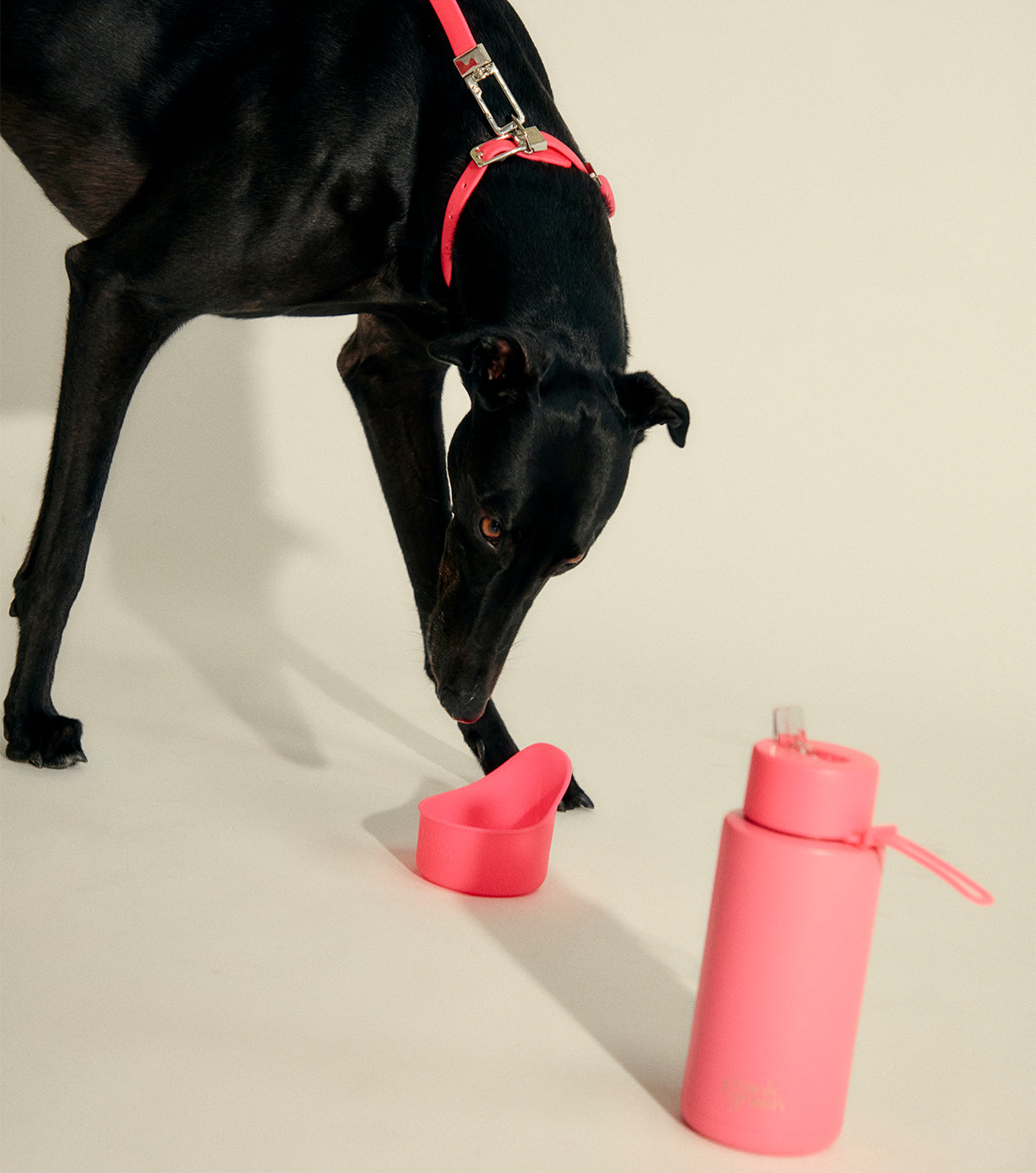 Non-Slip Silicone Pet Bowl - Durable, BPA-Free Dog & Cat Food Dish for Indoor & Outdoor Use - Perfect for Travel, Camping, and Home Feeding