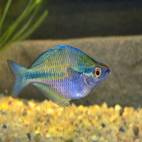 Blue Rainbow Melanotaenia Lacustris - Vibrant Freshwater Fish for Aquariums & Tropical Tanks | Perfect for Home & Office Aquascaping