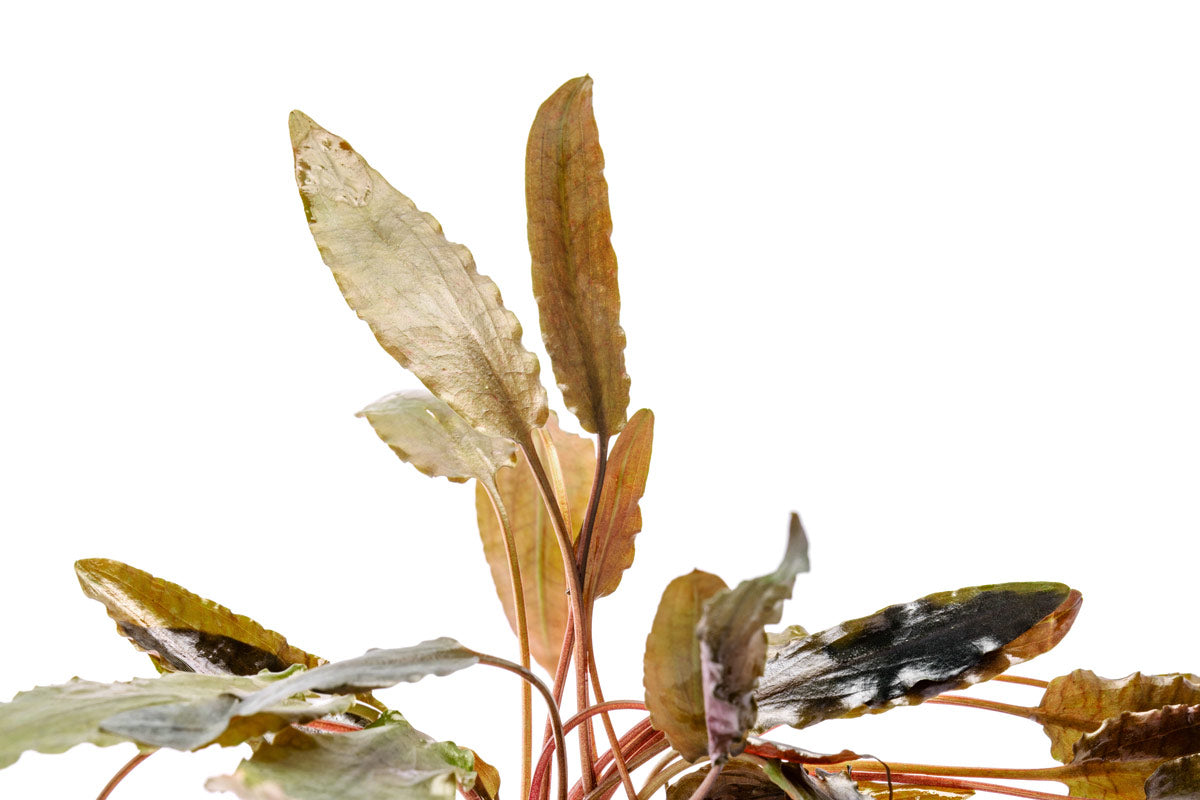 Cryptocoryne Hudoroi Live Aquarium Plant - Easy Care Aquatic Plant for Fish Tanks & Aquascaping | Perfect for Freshwater Aquariums, Shrimp Tanks & Planted Tanks