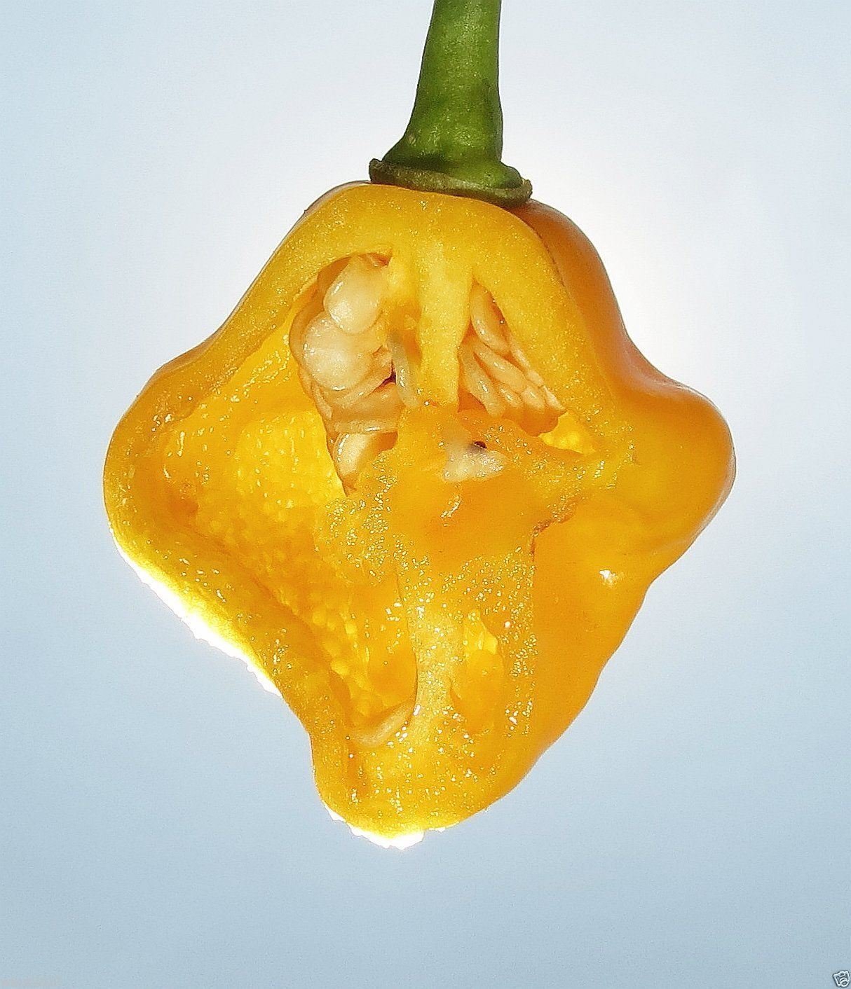Heirloom Trinidad Perfume Pepper Seeds (100 Count) - Open Pollinated, Aromatic & Flavorful for Cooking, Sauces & Home Gardening