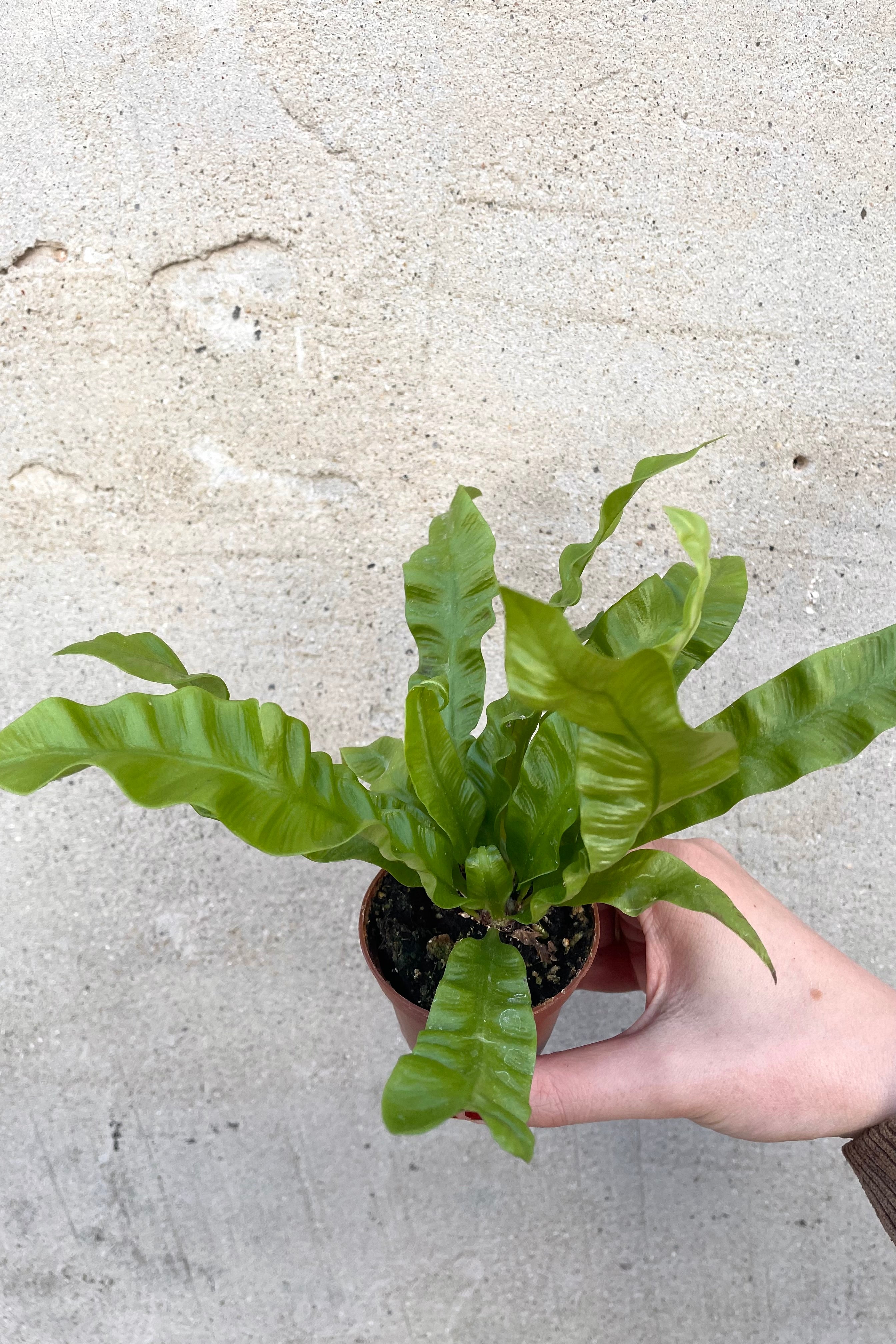 Asplenium Nidus 'Crispy Wave' Fern - 2.5 Inch Live Indoor Air Purifying Plant for Home Office Decor, Perfect for Terrariums and Low Light Spaces