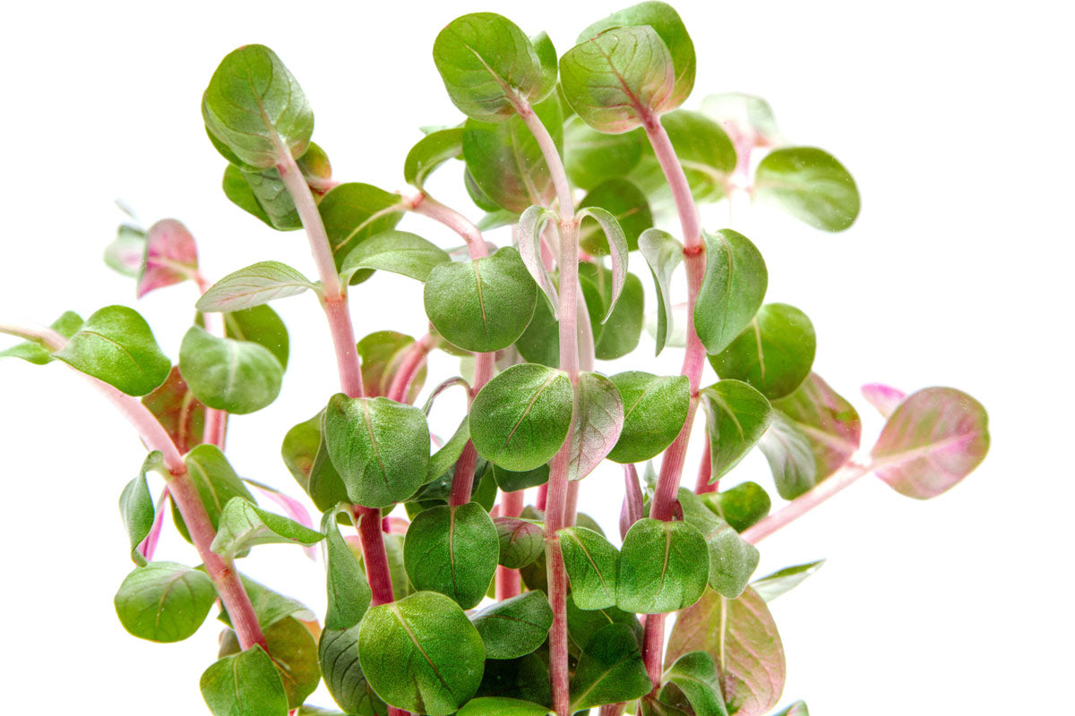 Rotala H'ra Live Aquarium Plant - Perfect for Freshwater Fish Tanks, Aquascaping & Nano Tanks