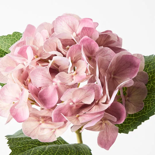Beautiful Mauve Hydrangea Flowers for Bouquets, Weddings & Home Decor | Fresh Cut Hydrangea Blooms for Floral Arrangements
